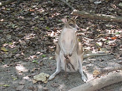 CairnsTC301 Wildlife Habitat